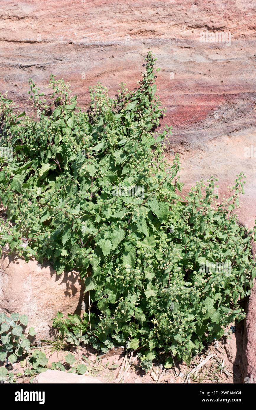 Roman nettle (Urtica pilulifera) is an annual herb native to Mediterranean Basin. This photo was taken in Petra, Jordan. Stock Photo