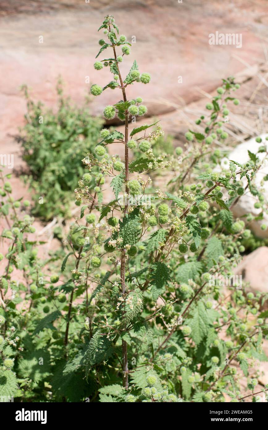Roman nettle (Urtica pilulifera) is an annual herb native to Mediterranean Basin. Female and male flowers detail. This photo was taken in Petra, Jorda Stock Photo