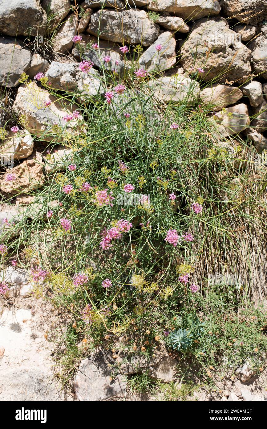 Narrow-leaved valerian (Centranthus angustifolius) is a perennial herb native to western Mediterranean Basin. This photo was taken in Pitarque, Teruel Stock Photo