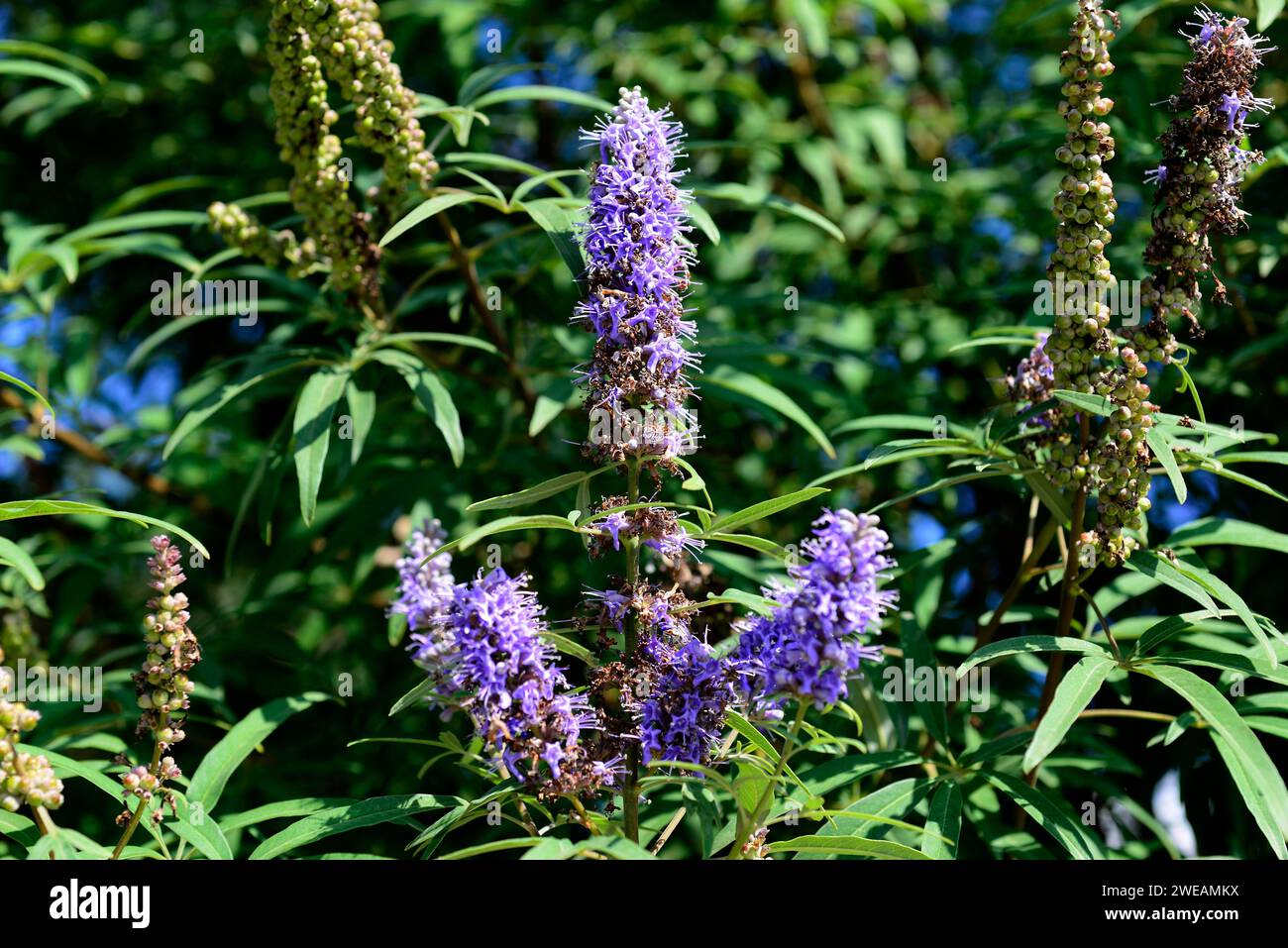 Chaste tree (Vitex agnuscastus) is a deciduous shrub or small tree