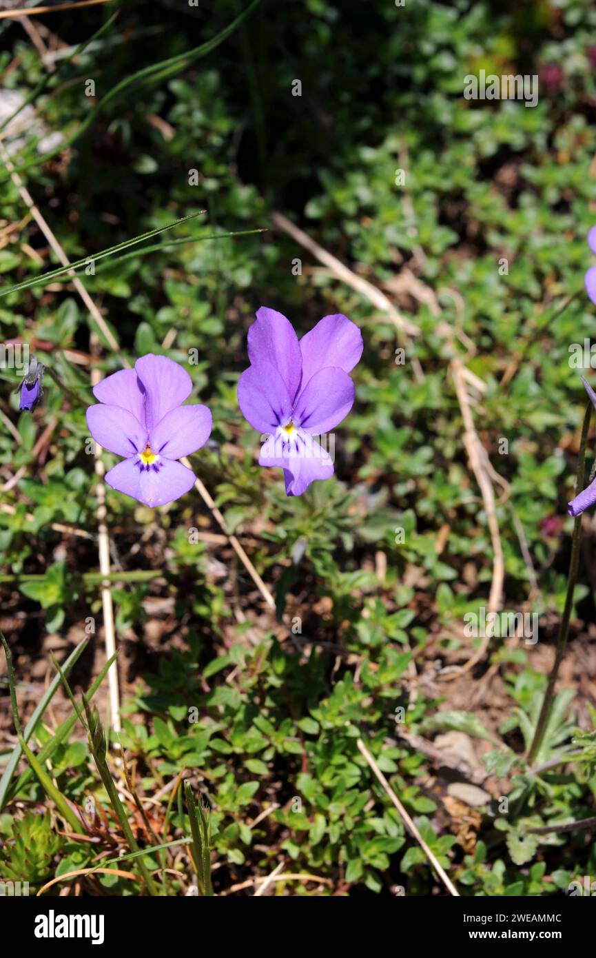 Montseny violet (Viola bubanii) is a perennial herb native to north Spain and Portugal. This photo was taken in Montseny Biosphere Reserve, Barcelona Stock Photo