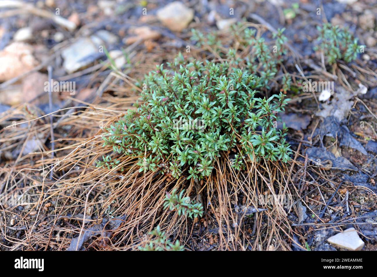 Violeta de Cazorla (Viola cazorlensis) is a perennial herb endemic to Sierra de Cazorla Natural Park, Jaen province, Andalucia, Spain.. Stock Photo