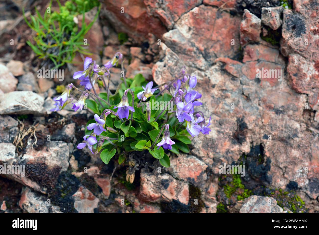 Early dog-violet (Viola reichenbachiana) is a perennial herb native to Europe. This photo was taken in Somiedo Natural Park, Asturias, Spain. Stock Photo