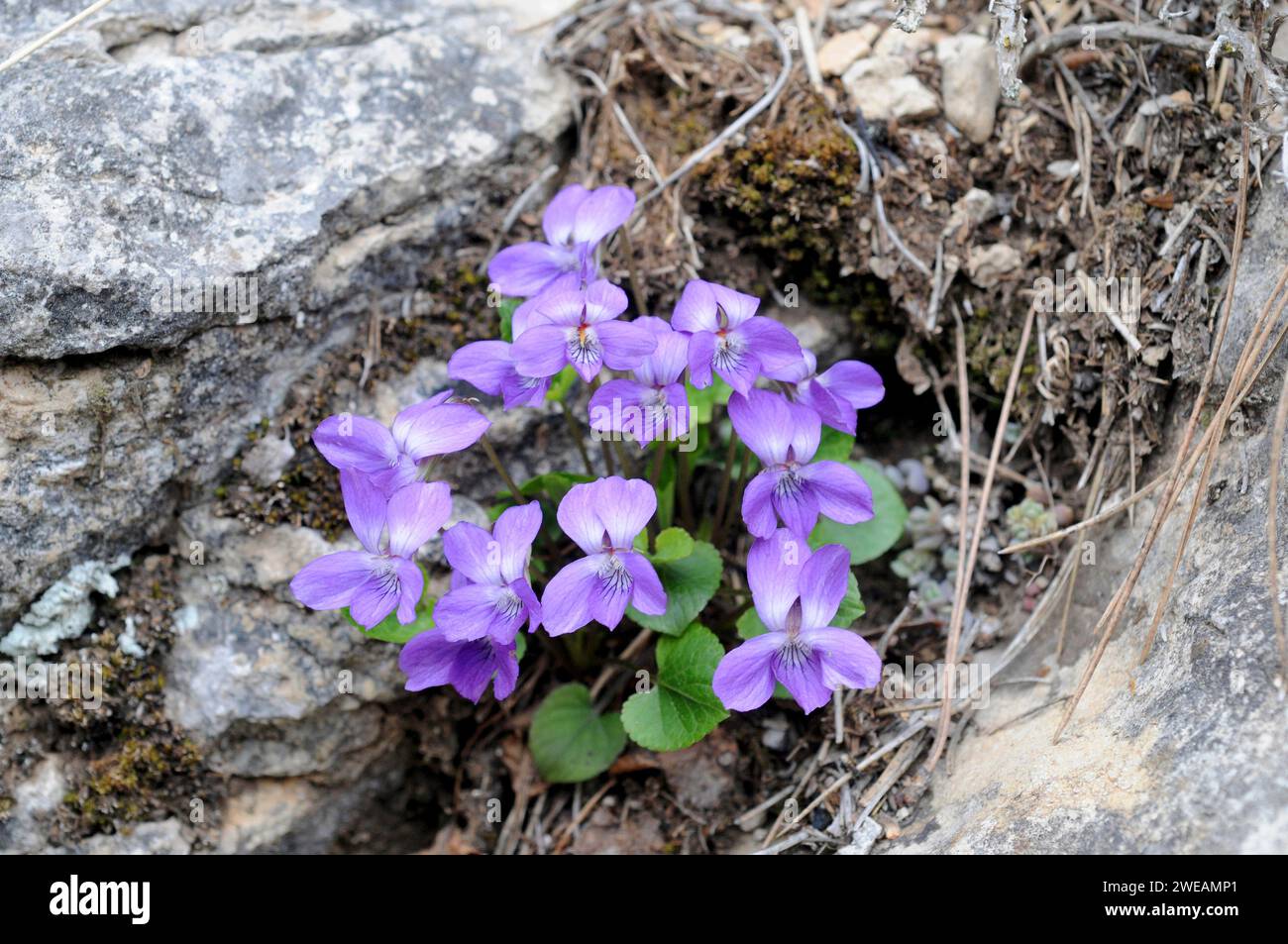 Teesdale violet (Viola rupestris) is a perennial herb native to Europe and northwest Africa. This photo was taken in Teruel province, Aragon, Spain. Stock Photo