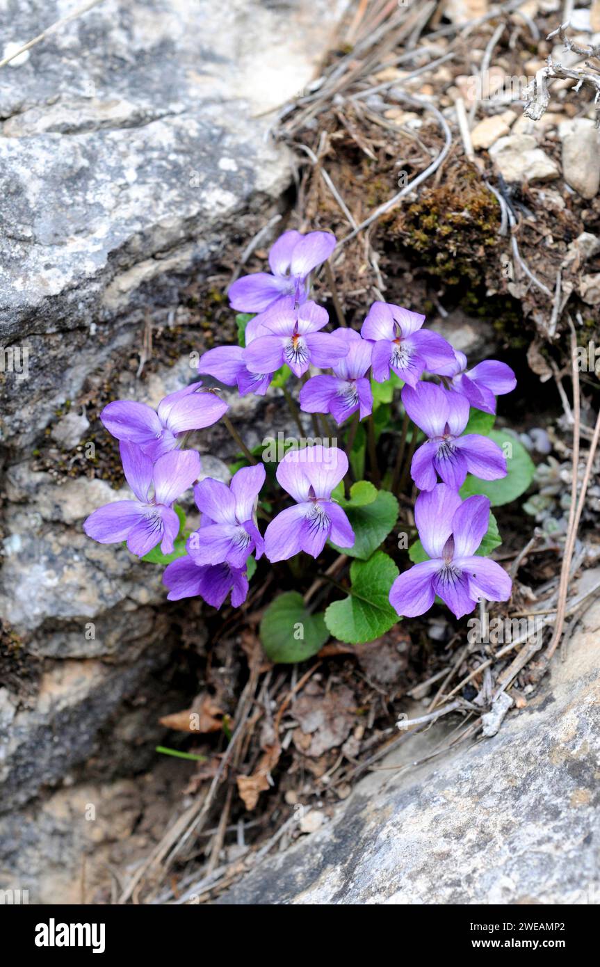 Teesdale violet (Viola rupestris) is a perennial herb native to Europe and northwest Africa. This photo was taken in Teruel province, Aragon, Spain. Stock Photo