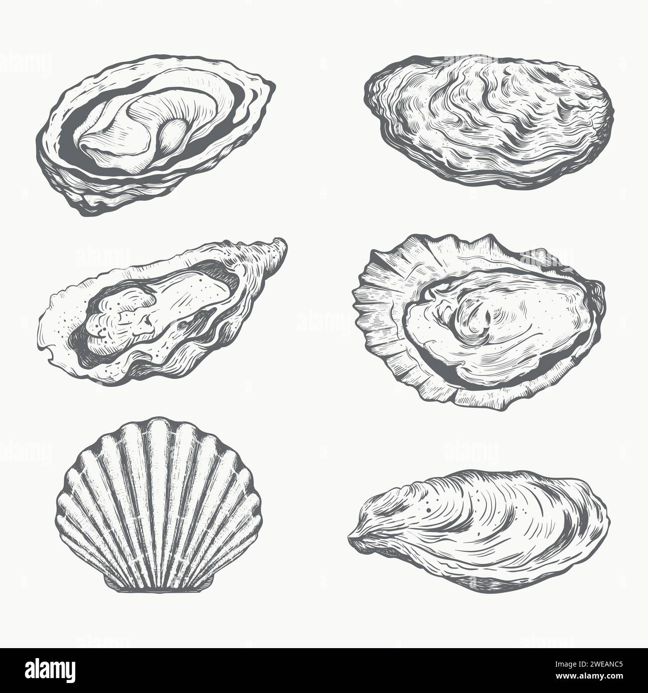 Oysters and scallop. Seafood collection Stock Vector Image & Art Alamy