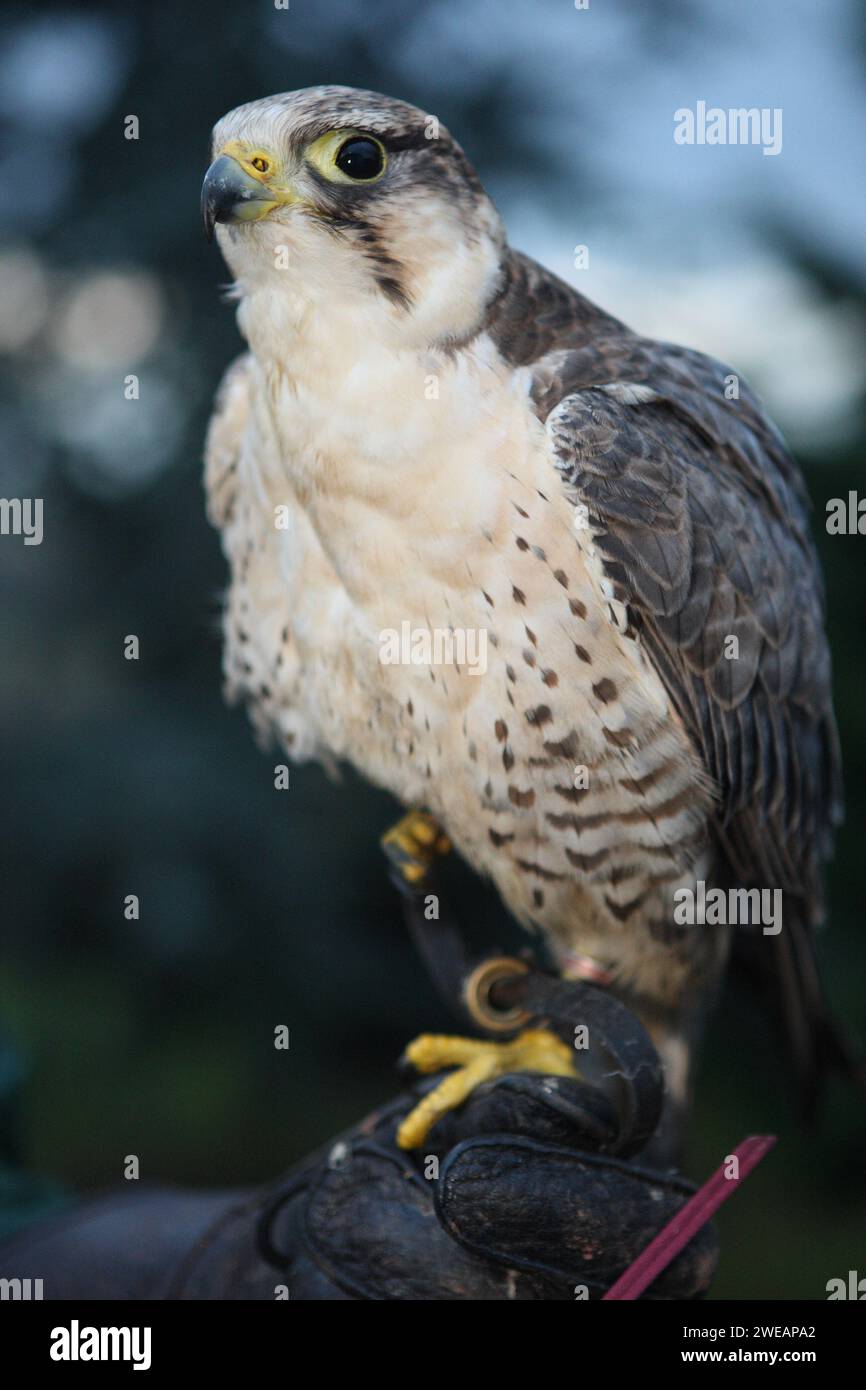 Peregrine falcon on glove Stock Photo