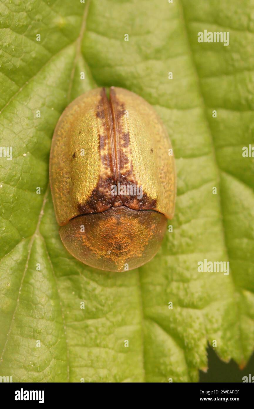 Natural vertical close up of the green thistle tortoise beetle, Cassida vibex , sitting on a green leaf Stock Photo