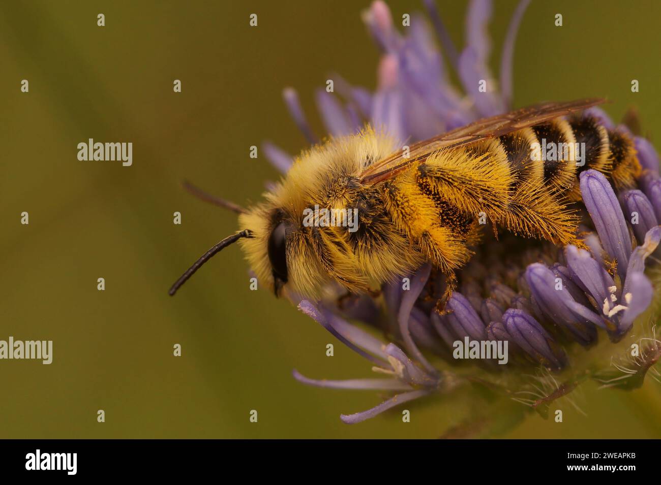 Natural closeup on a male Pantaloon bee, Dasypoda hirtipes, sitting in the blue flower of Jasione montana Stock Photo