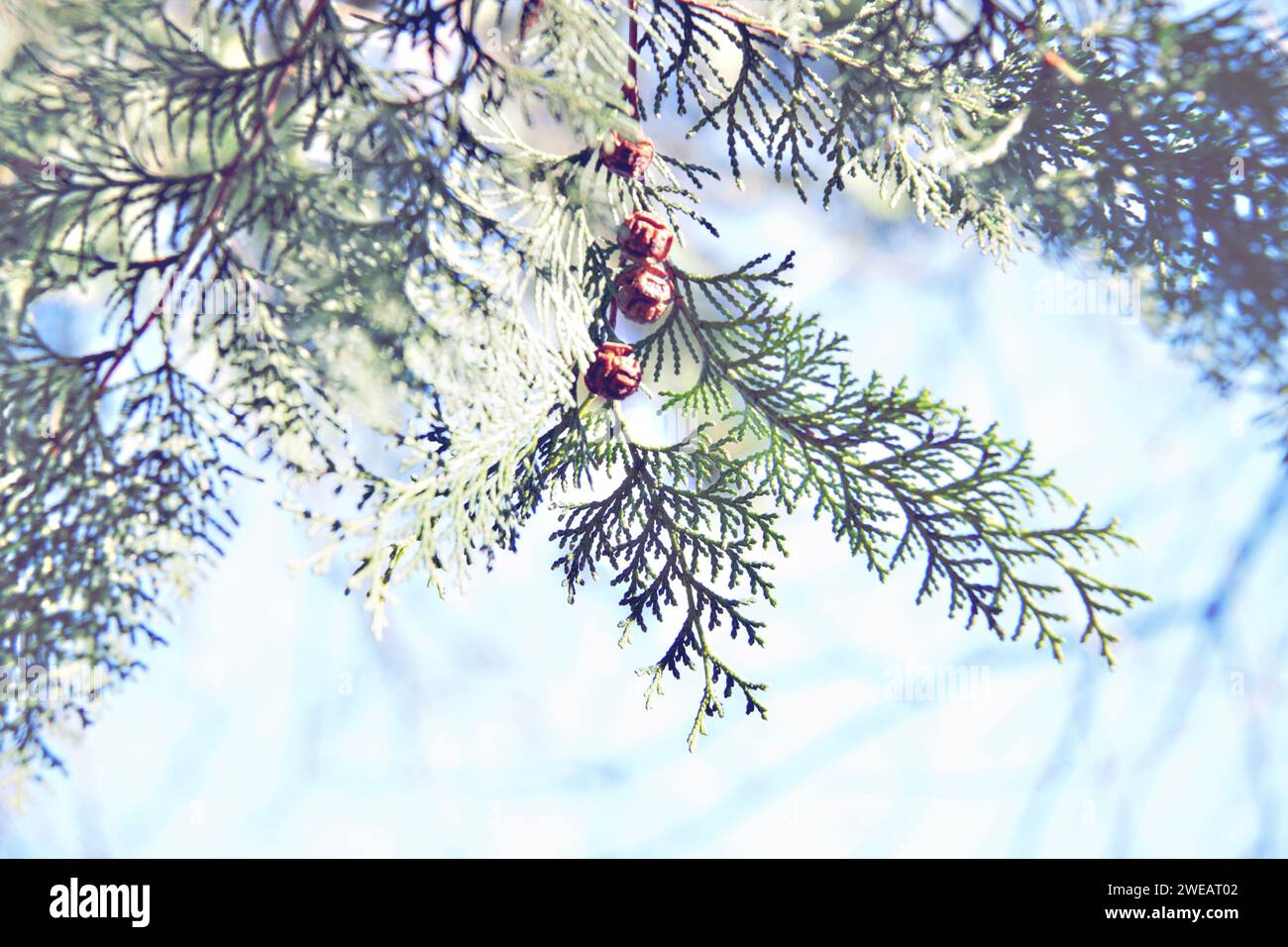 A close-up of an arborvitae branch with cones against a light-blue sky. Stock Photo