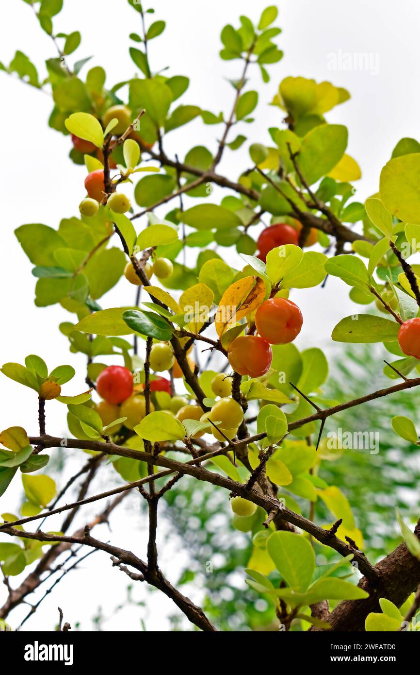 Acerola cherry or Guarani cherry (Malpighia emarginata) fruits on tree Stock Photo