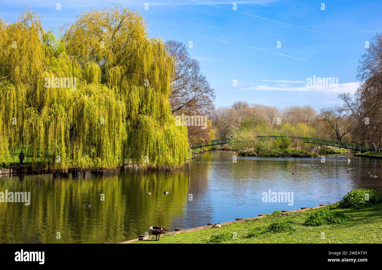 Scenic view of a tranquil lake with weeping willows and ducks in a lush green park on a sunny day Beddington Park Wallington Surrey UK Stock Photo