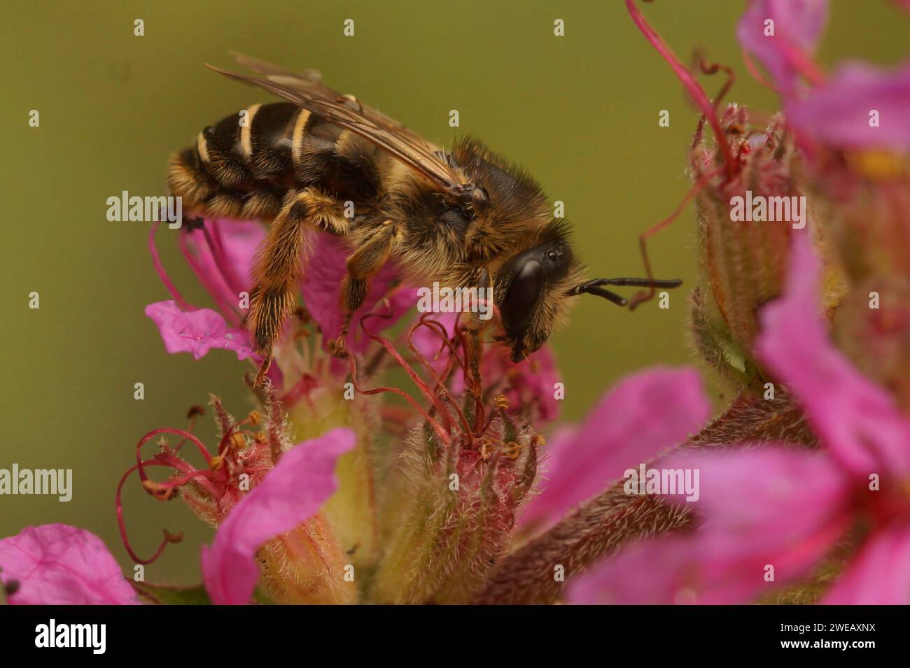 Natural colorful closeup on a female purple loosestrife bee, Melitta nigricans on it's host plant Stock Photo