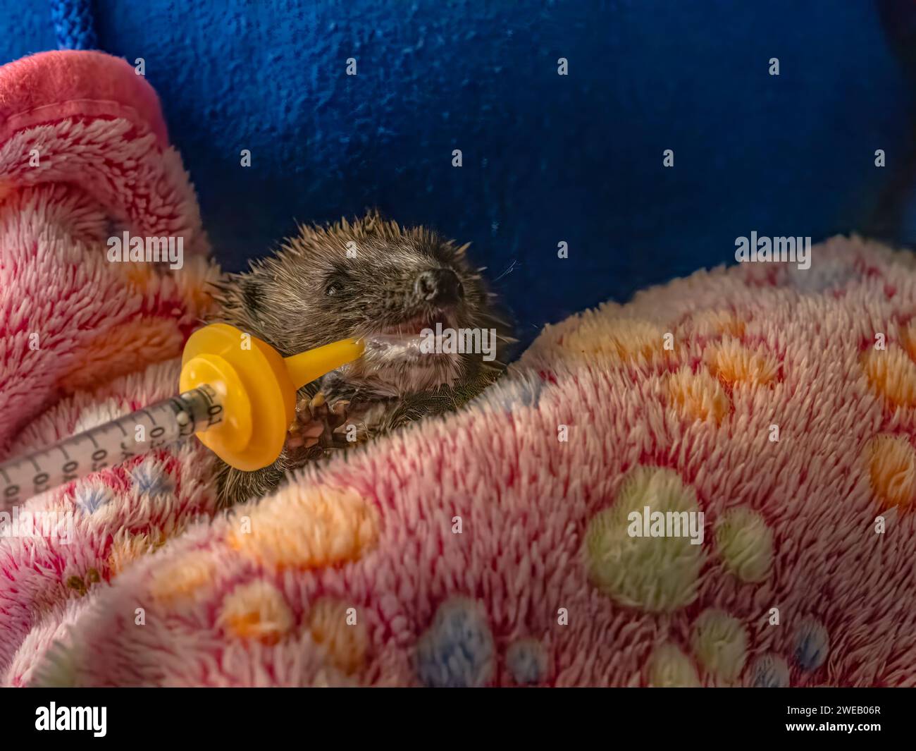 Documentary image of a european hedgehog in a rescue centre in the UK, being fed a specialised formula through a syringe Stock Photo