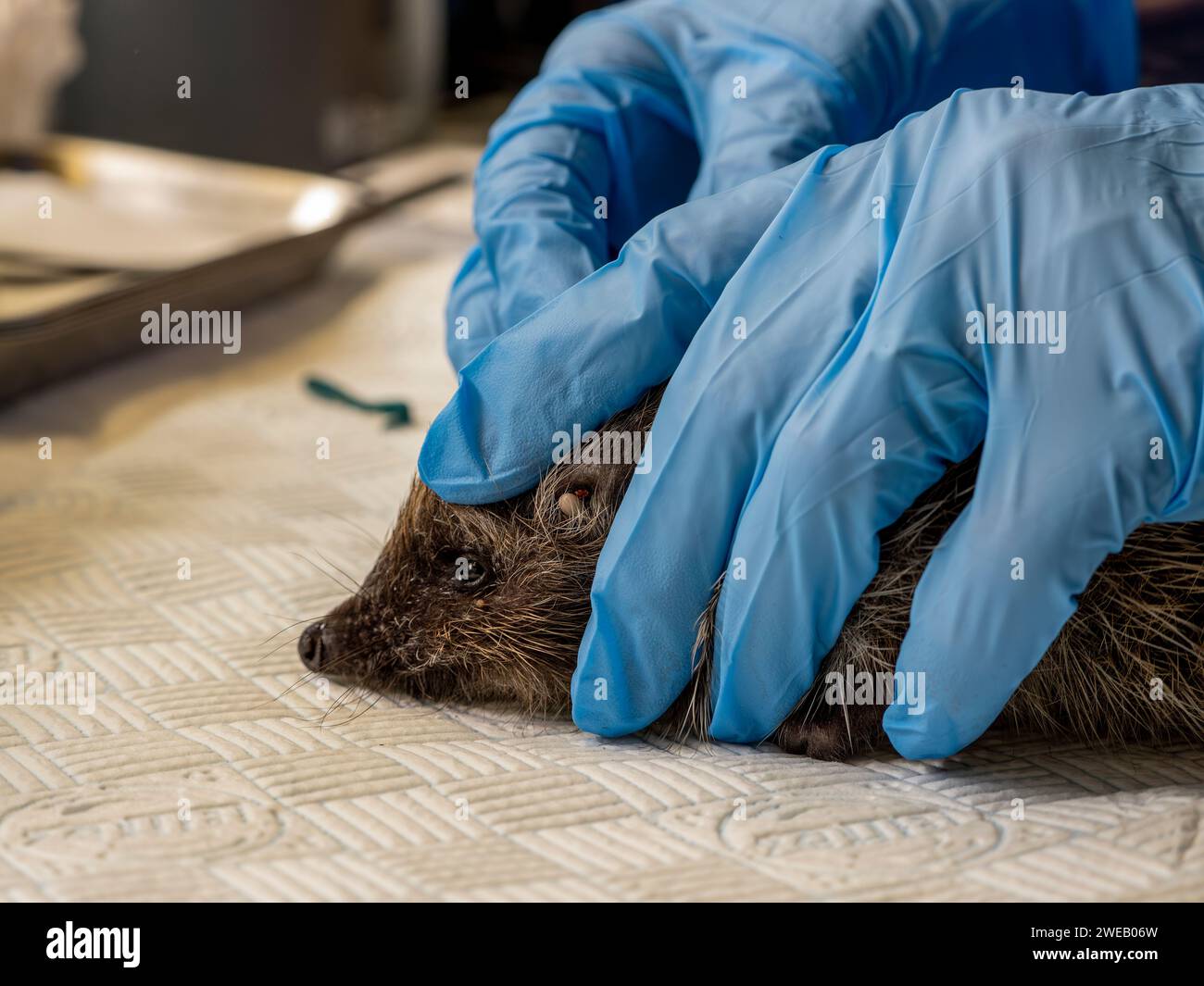 Documentary image of a european hedgehog in a rescue centre in the UK, having ticks removed from his ear Stock Photo