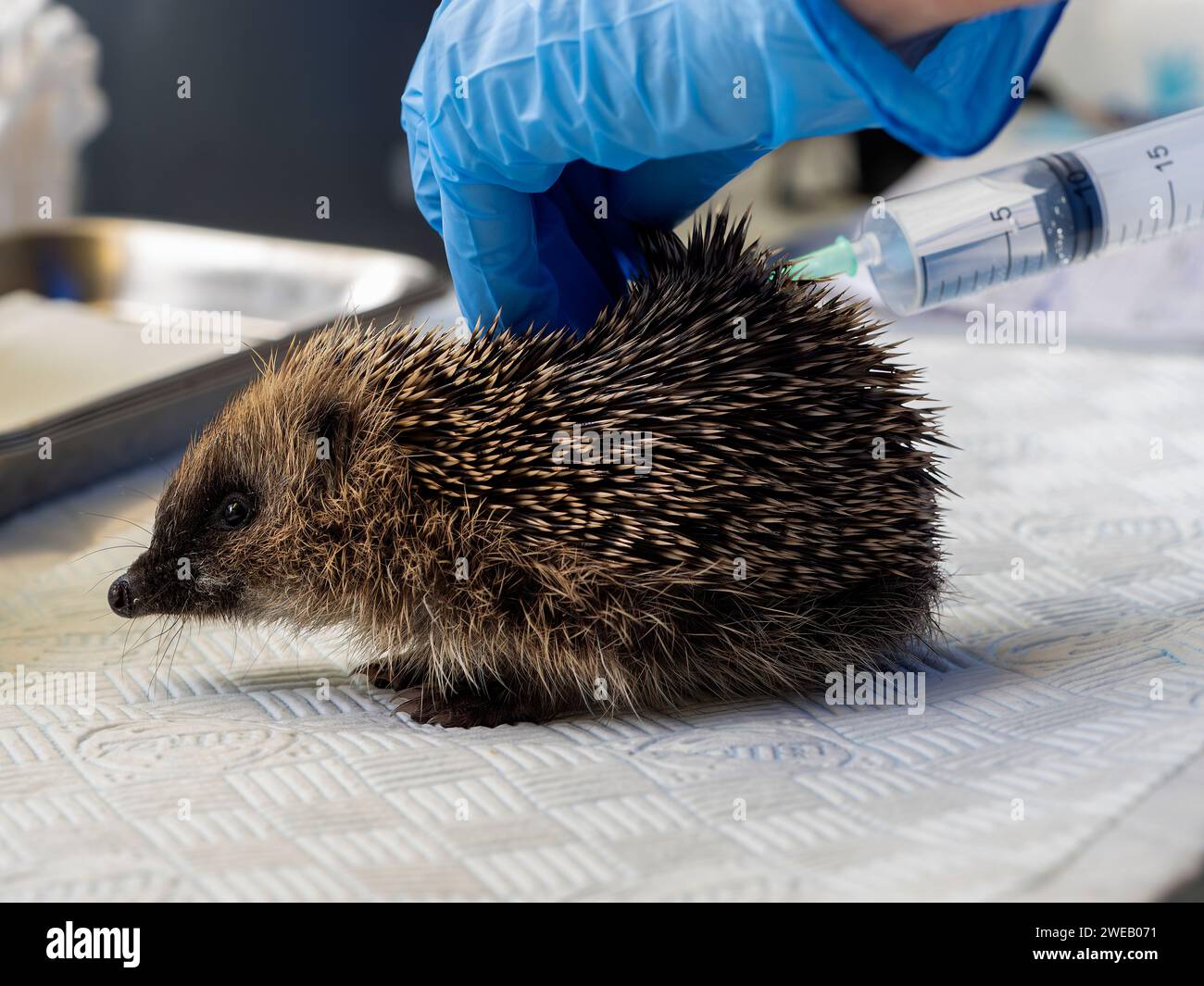Documentary image of a european hedgehog in a rescue centre in the UK, receiving fluid injection for dehydration Stock Photo