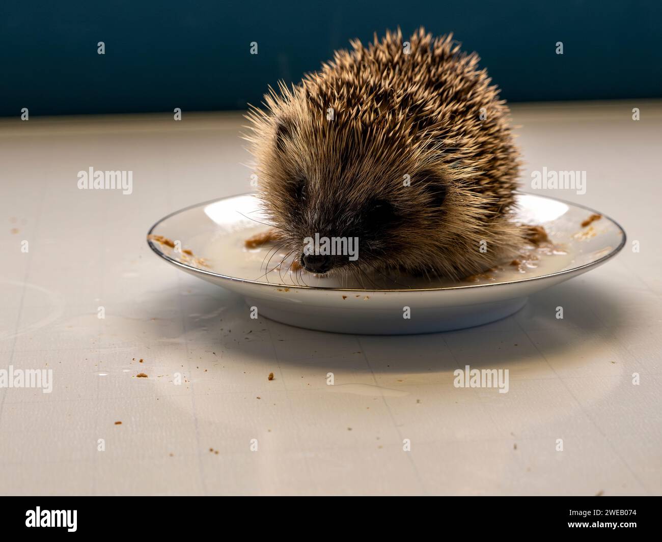 Documentary image of a european hedgehog in a rescue centre in the UK, learning how to feed itself Stock Photo