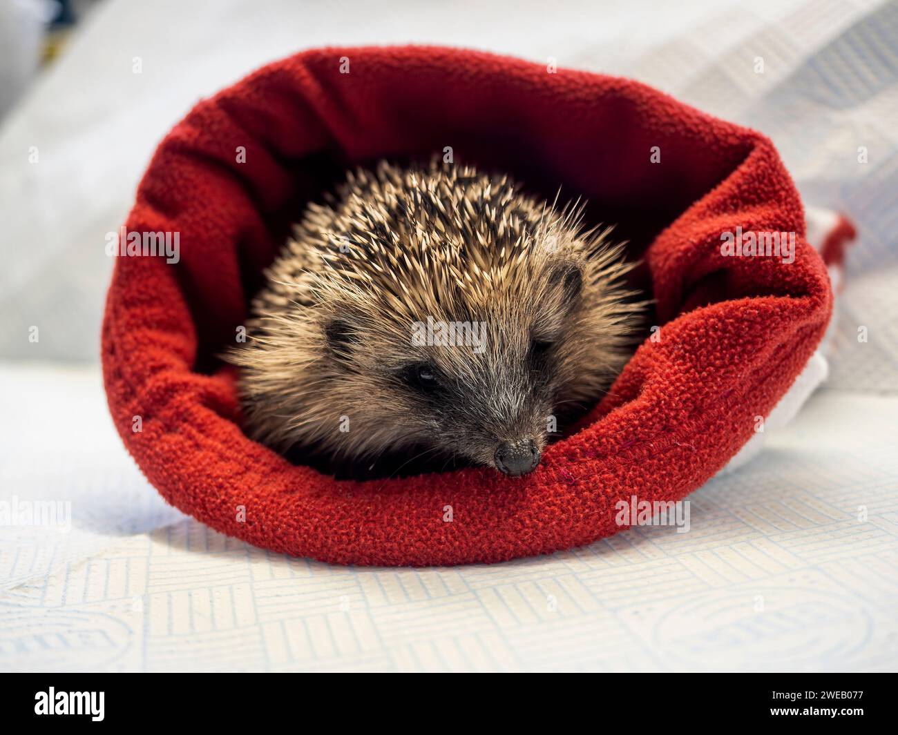 Documentary image of a european hedgehog in a rescue centre in the UK, keeping warm inside a snuggle sack Stock Photo