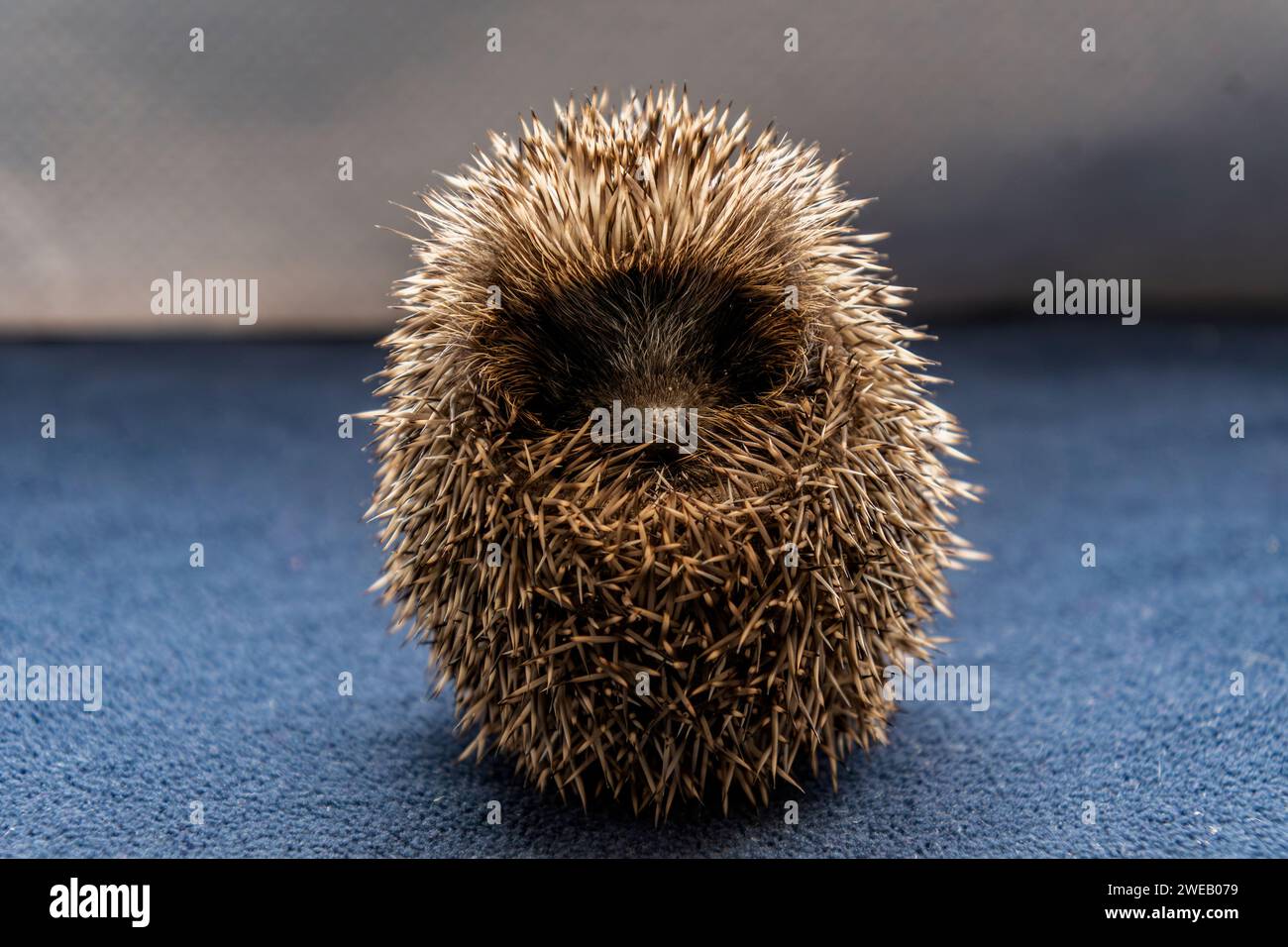 Documentary image of a european hedgehog in a rescue centre in the UK, being able to fully curl up Stock Photo