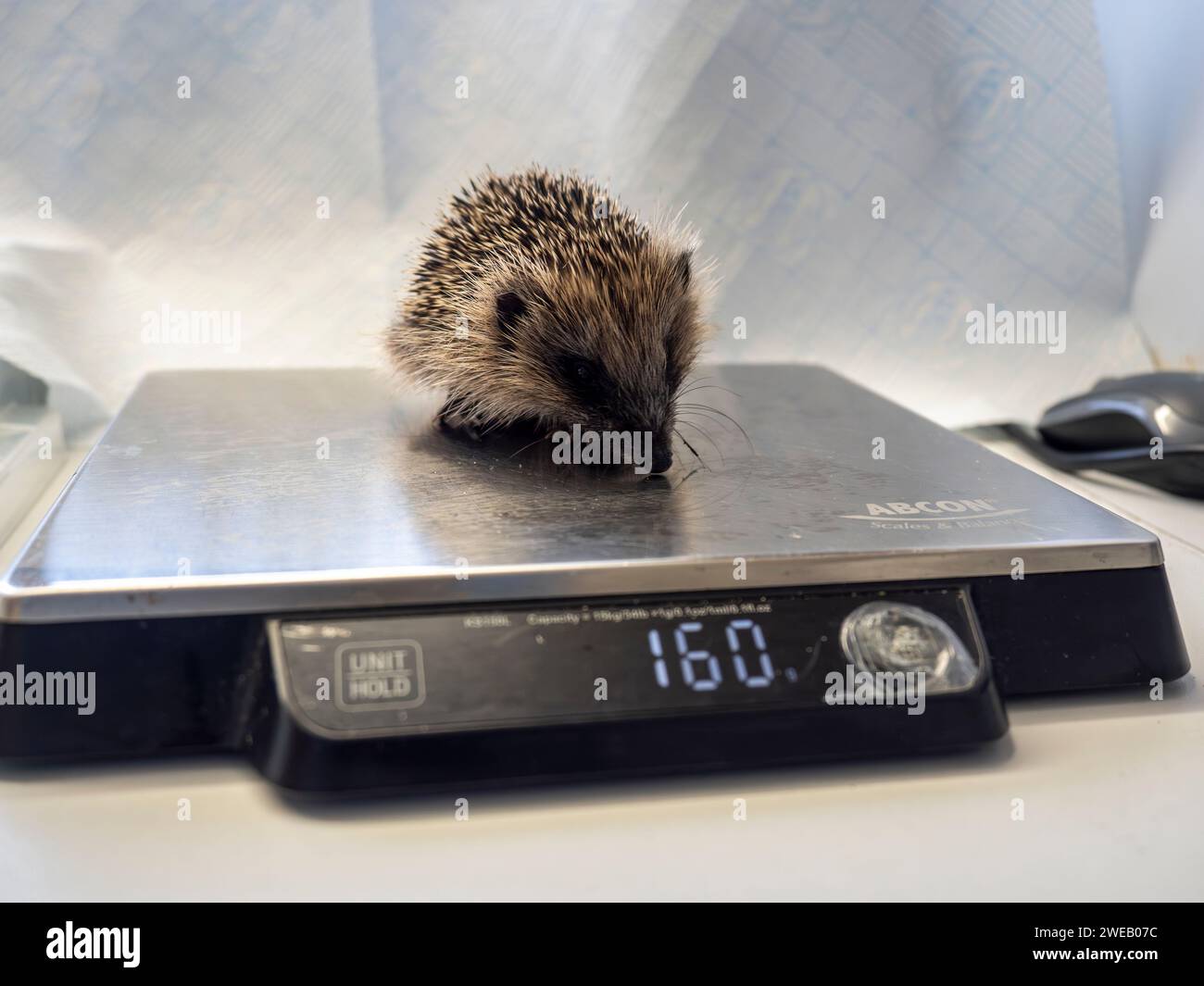 Documentary image of a european hedgehog in a rescue centre in the UK, being weighed Stock Photo