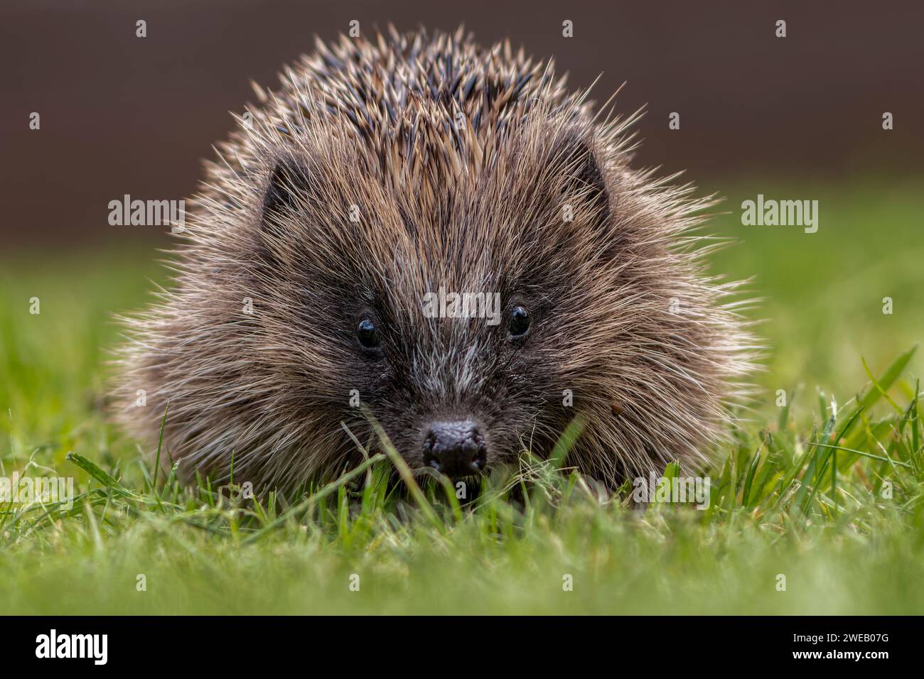 Documentary image of a european hedgehog in a rescue centre in the UK, released into a garden Stock Photo