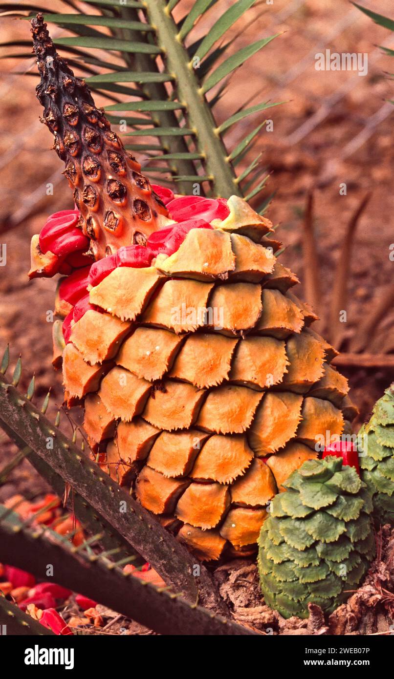 Cycad plant South Africa an orange female cone with red seeds Stock Photo