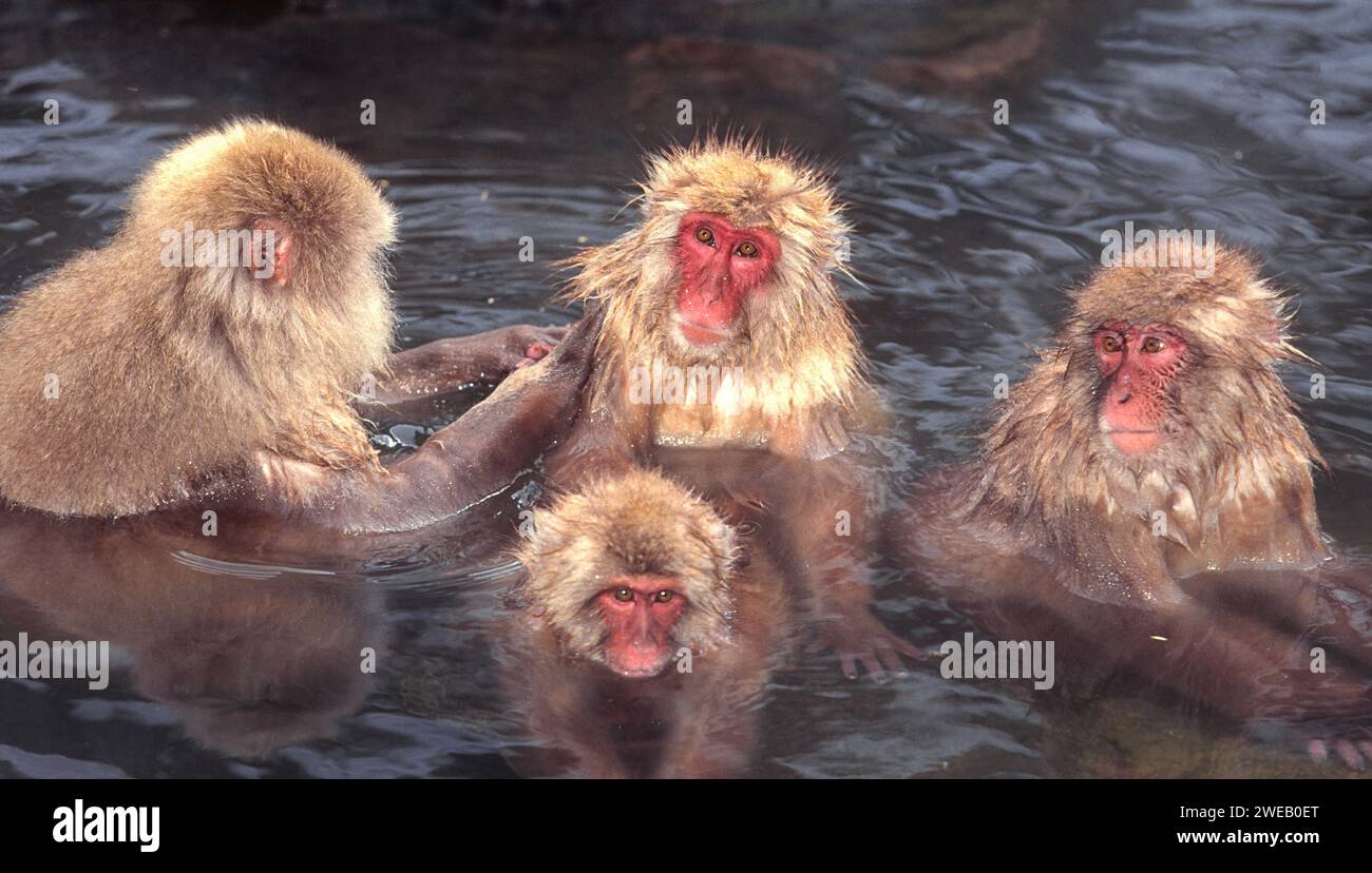 Japanese macaque Macaca fuscata four snow monkeys in winter bathing in a hot spring pool Stock Photo
