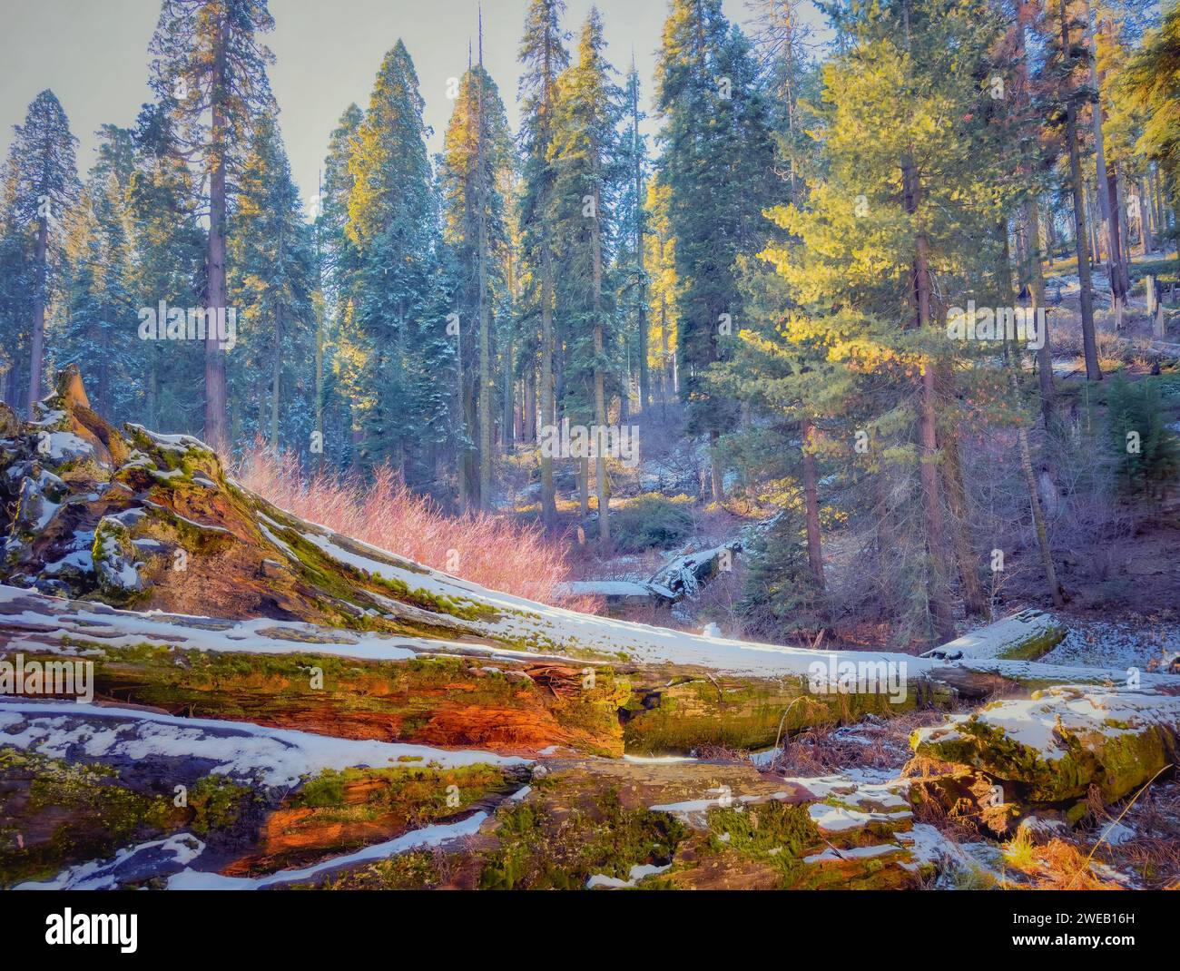 Fallen sequoia tree at the Giant Forest in Sequoia National Park ...