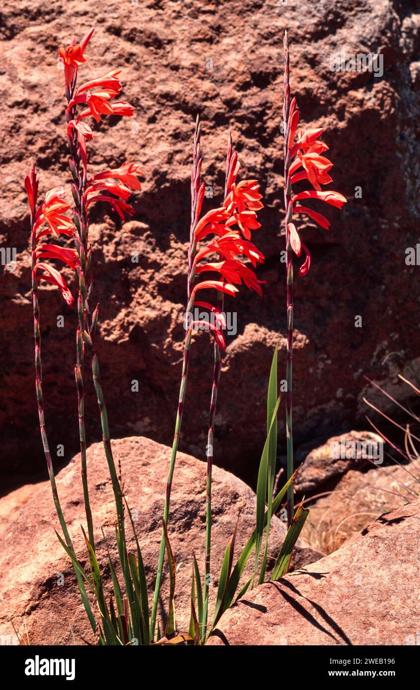 Wild gladiolus flowers Natal South Africa orange red flowers growing between rocks Stock Photo