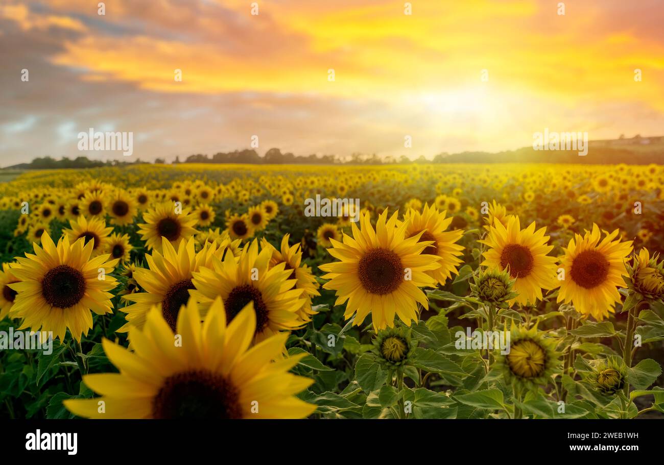 Sunflower field dramatic sunset hi-res stock photography and images - Alamy