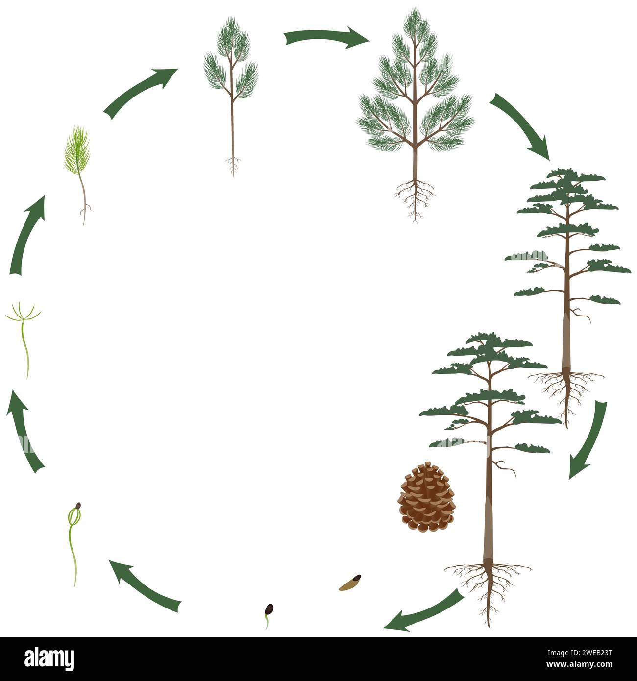 A growth cycle of scots pine tree on a white background Stock Vector