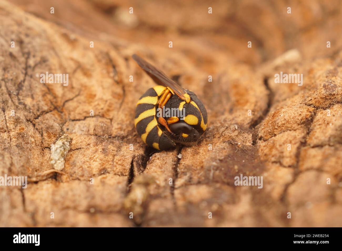Detailed closeup on a small colorful Celonites abbreviatus wasp, curled up in an antipredator posure Stock Photo