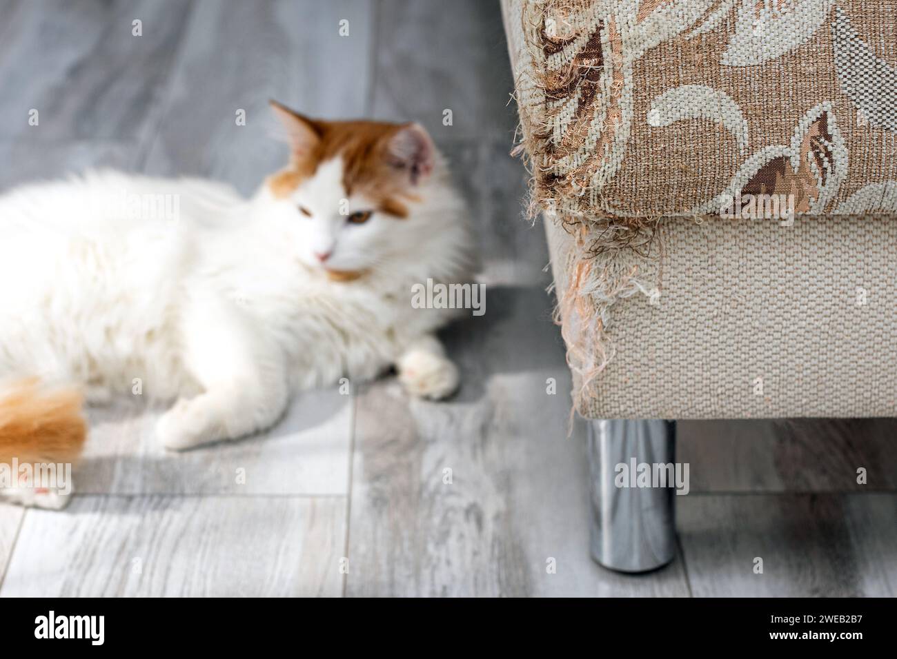 The cat tore up the sofa with its claws Stock Photo - Alamy