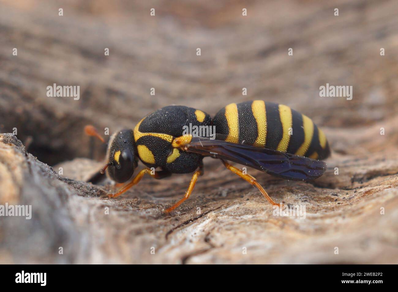 Detailed closeup on a colorful , unique pollen collecting small wasp, Celonites abbreviatus from Gard, France Stock Photo