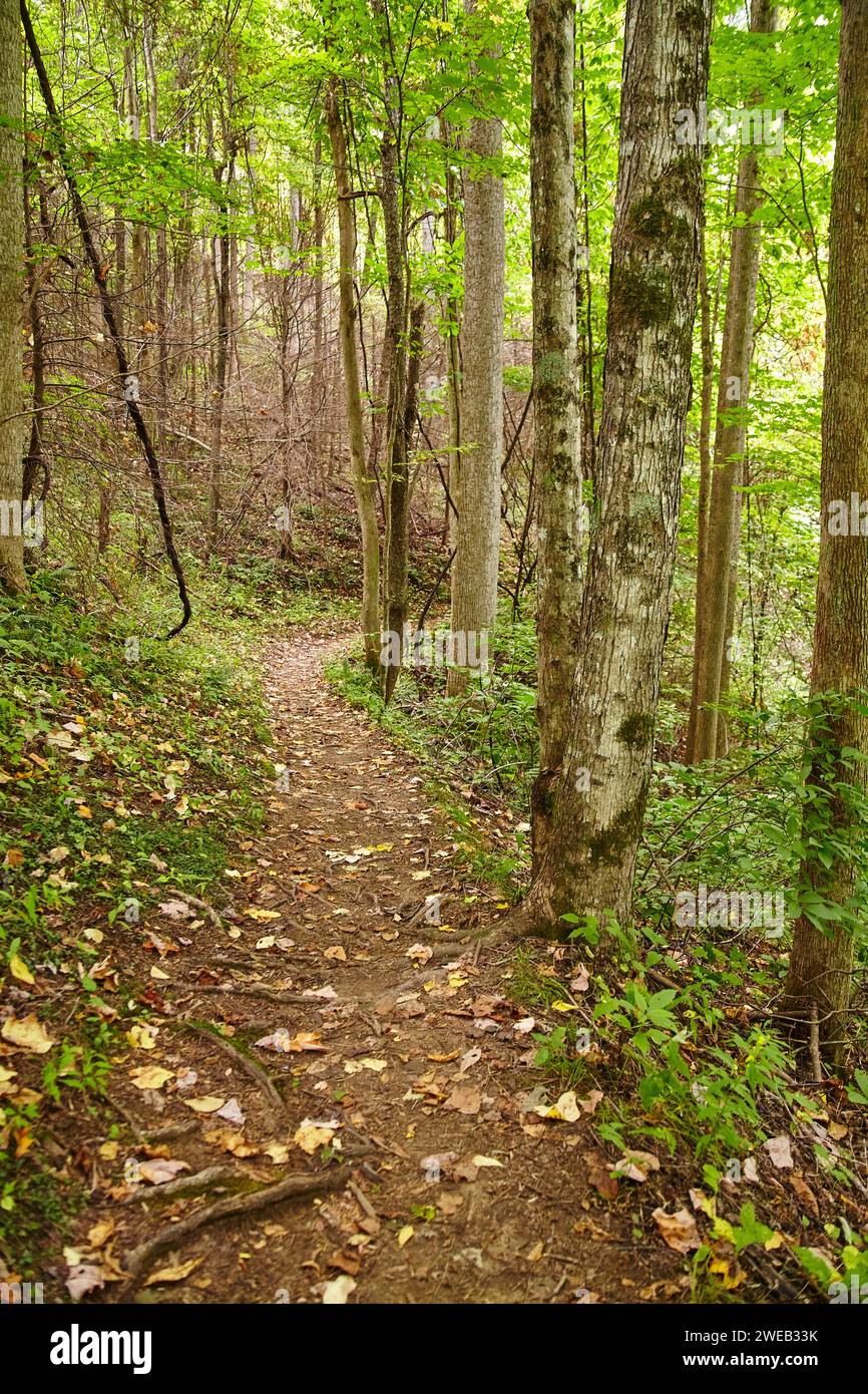 Woodland mountains hi-res stock photography and images - Alamy