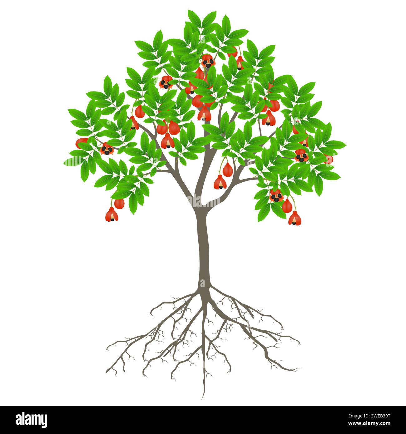 Ackee tree with fruits and roots on a white background. Stock Vector