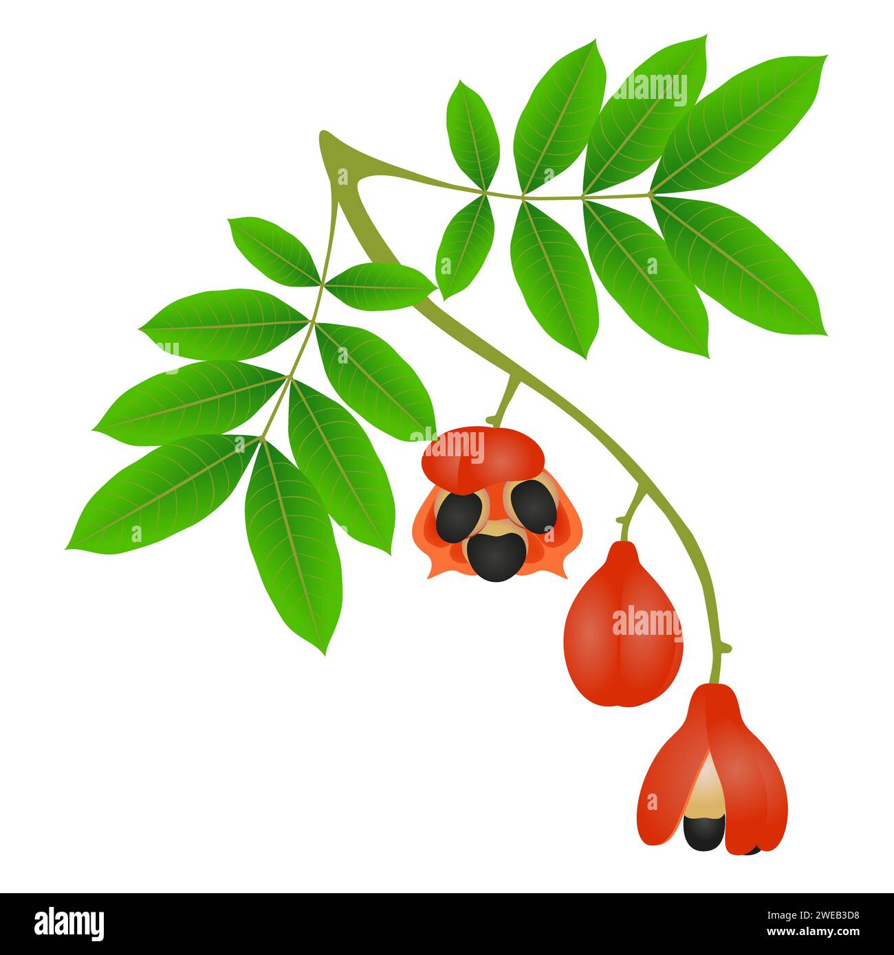 Branch with fruits and ackee leaves on a white background. Stock Vector