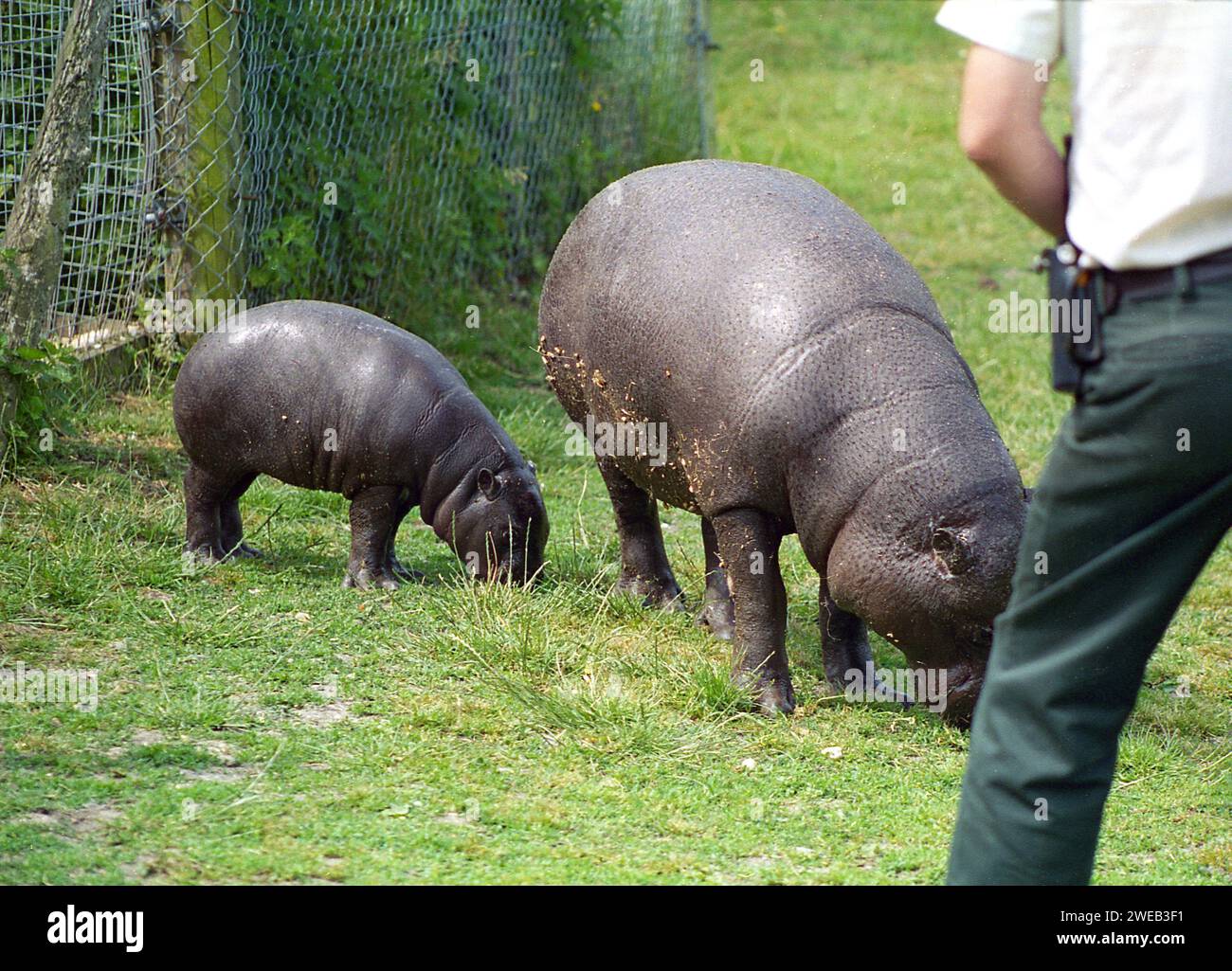 1980-kenema-a-4-month-old-pygmy-hippopotamus-with-his-mother-chubbles