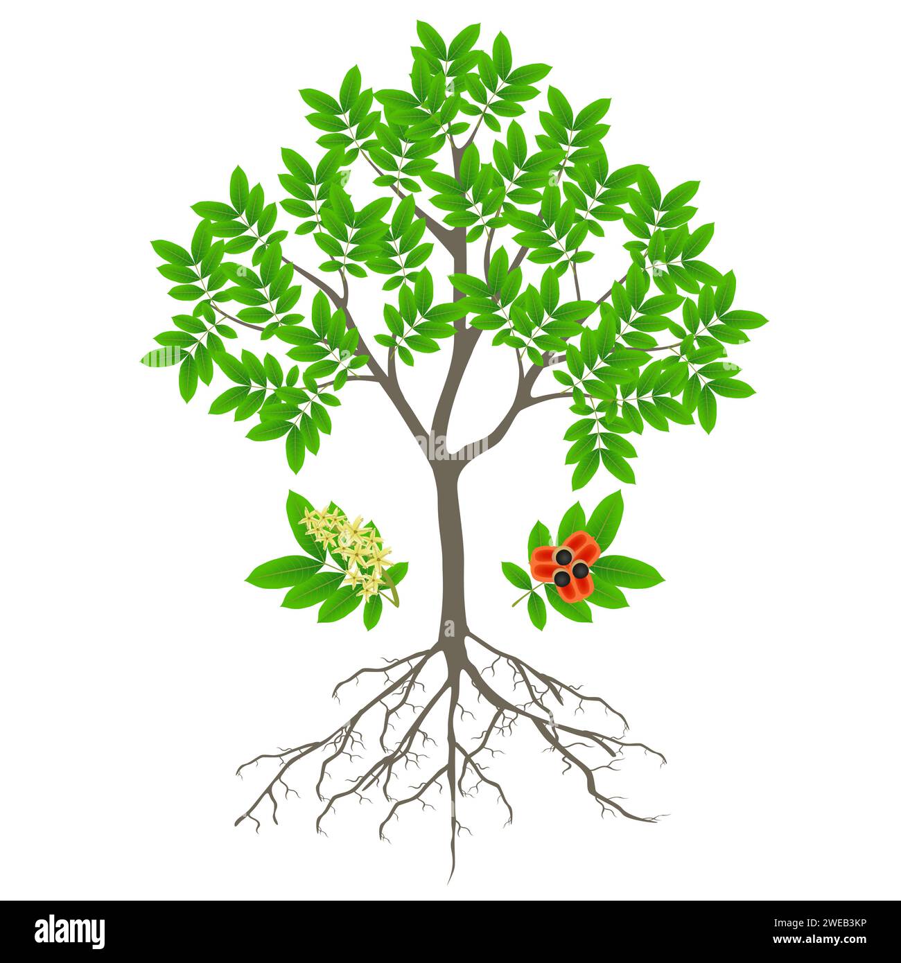 Ackee tree with fruits and flowers on a white background. Stock Vector