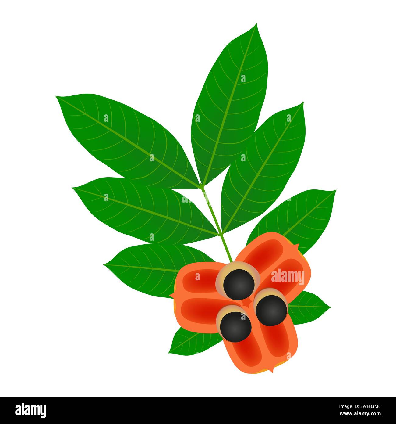 Ackee fruit with leaves isolated on white background. Stock Vector