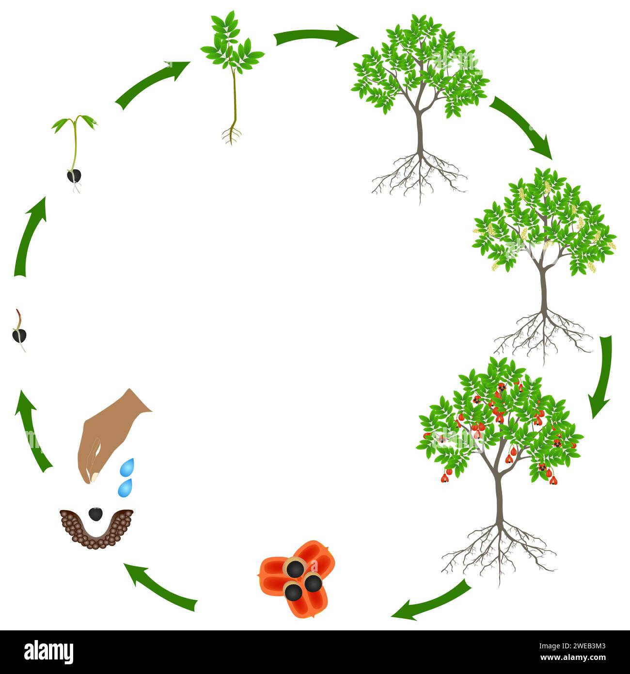 Life cycle of blighia sapida tree on a white background. Stock Vector