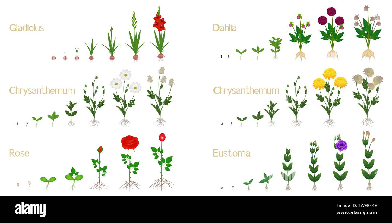 Set of flower growth cycles isolated on white background. Stock Vector