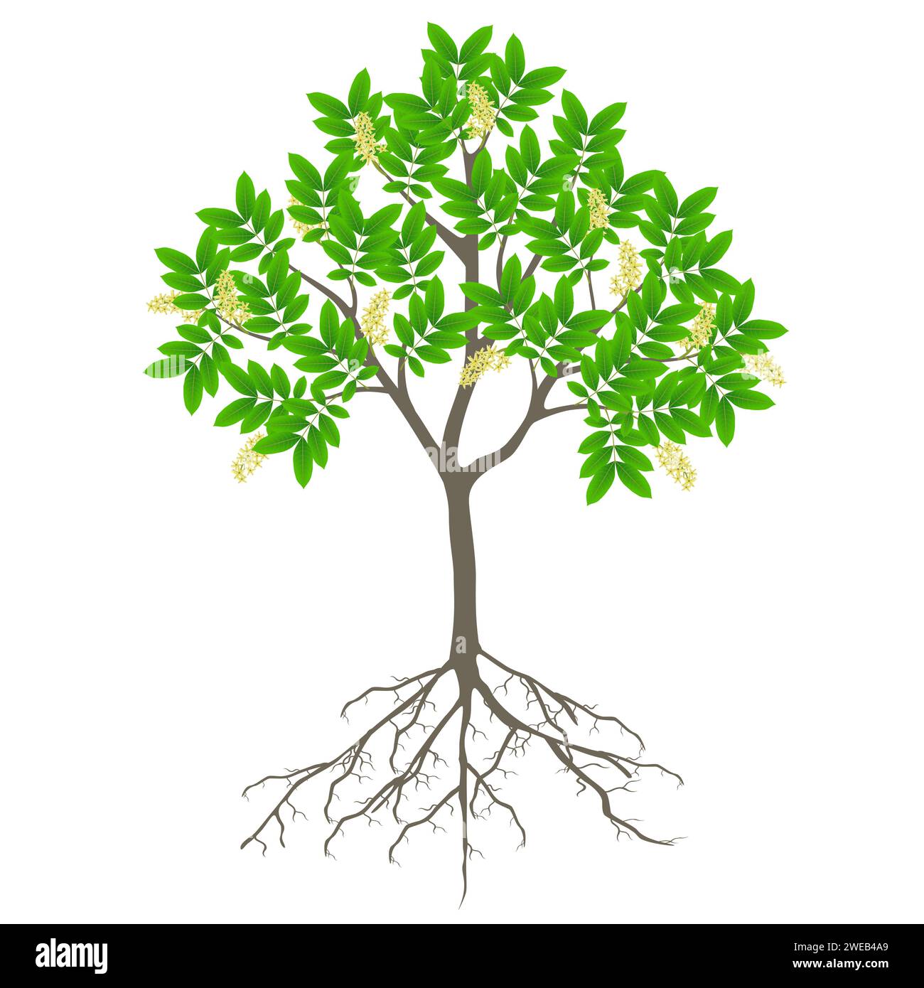 Blooming ackee tree with roots on a white background. Stock Vector
