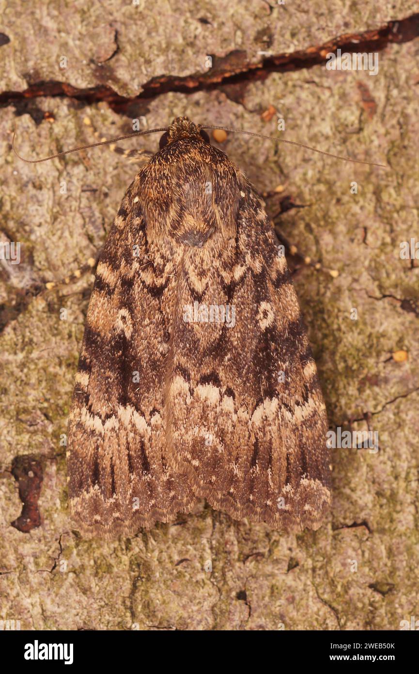 Natural vertical closeup on the large dark brown pyramidal green fruitworm owlet moth, Amphipyra pyramidea Stock Photo