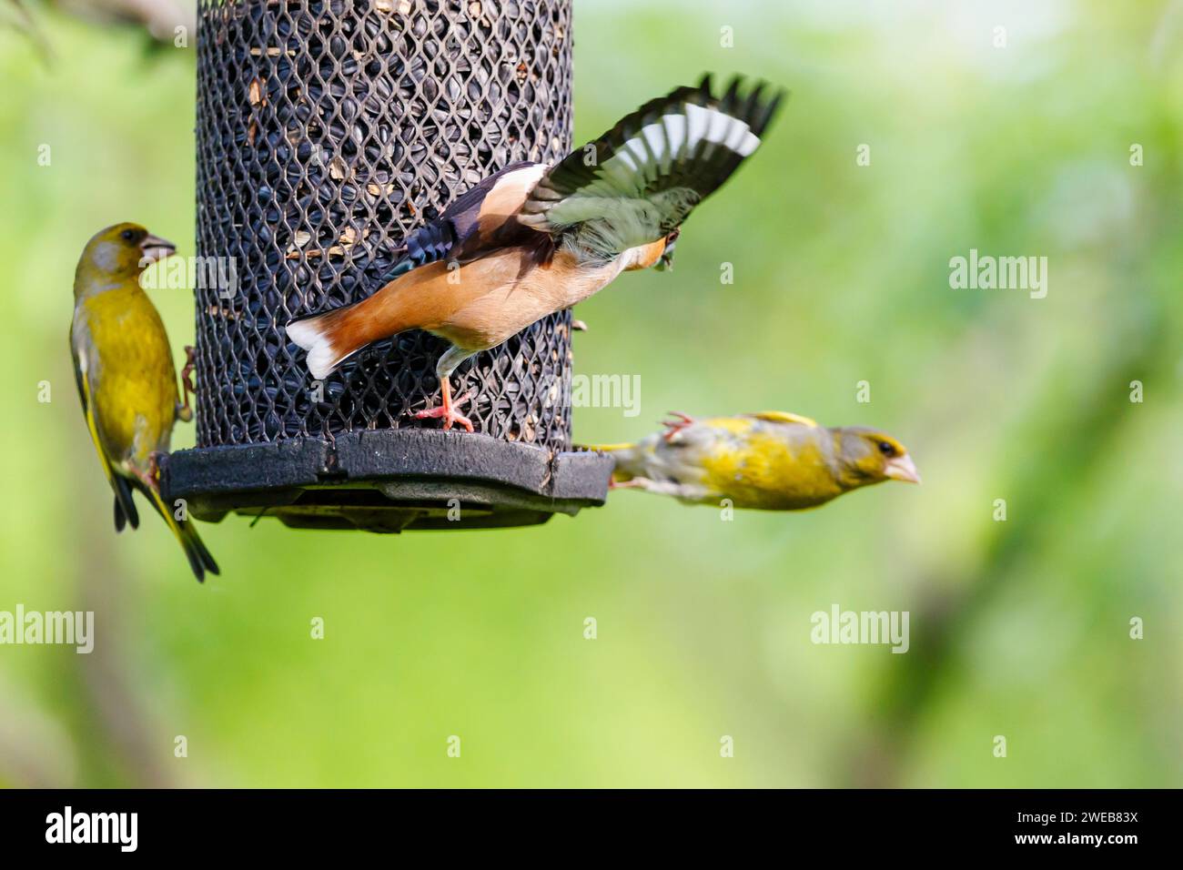 A hawfinch (Coccothraustes coccothraustes) squabbles with a siskin (Carduelis spinus) at a bird feeder, in Koros-Maros National Park, Hungary Stock Photo