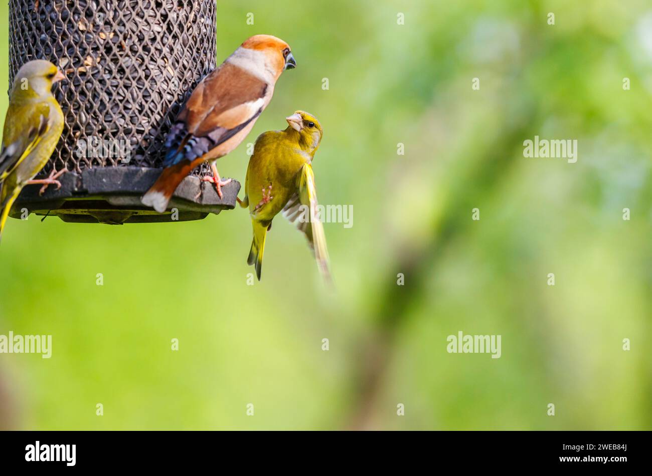 A hawfinch (Coccothraustes coccothraustes) squabbles with a siskin (Carduelis spinus) at a bird feeder, in Koros-Maros National Park, Hungary Stock Photo