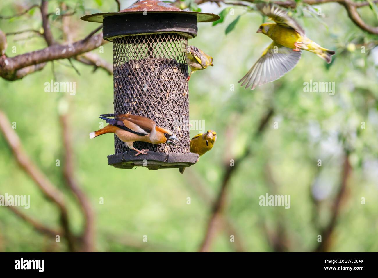 A hawfinch (Coccothraustes coccothraustes) squabbles with siskins (Carduelis spinus) at a niger seed bird feeder in Koros-Maros National Park, Hungary Stock Photo