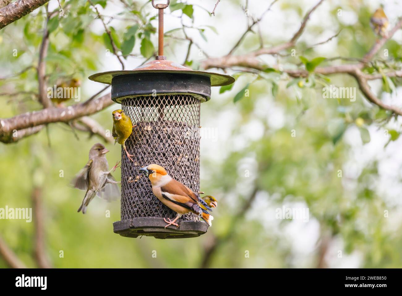A hawfinch (Coccothraustes coccothraustes) and siskins (Carduelis spinus) at a bird feeder, in Koros-Maros National Park, Hungary Stock Photo