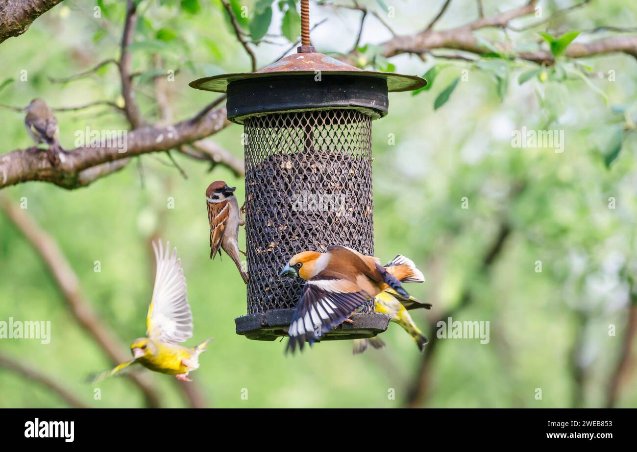 A hawfinch (Coccothraustes coccothraustes) squabbles with a siskin (Carduelis spinus) and house sparrow (Passer domesticus) at a bird feeder Stock Photo