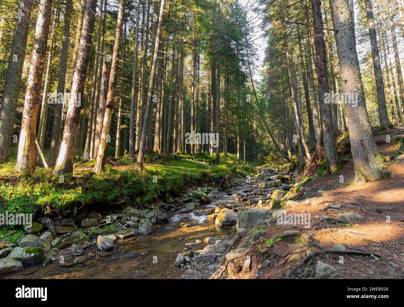 Beautiful landscape of fast mountain stream with rocky bottom in the forest. Stock Photo